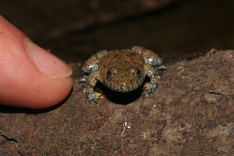 Uova,girini,metamorofosato,ululoni adulti in una sola  pozza